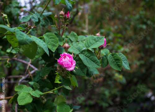 Pink rosebud in the springtime