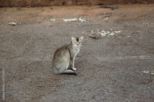The light gray cat with blue eyes, also known as domestic or urban cat, is a carnivorous mammal of the feline family, very popular as a pet