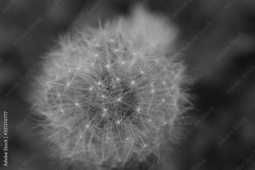 Dandelion seeds 