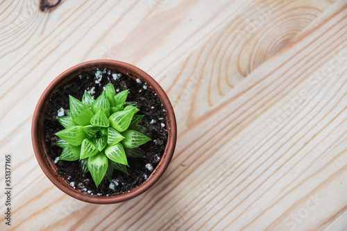 Top-down view of a small haworthia turgida succulent houseplant in terracotta pot on a light wooden table top. Patterned attractive small plant.