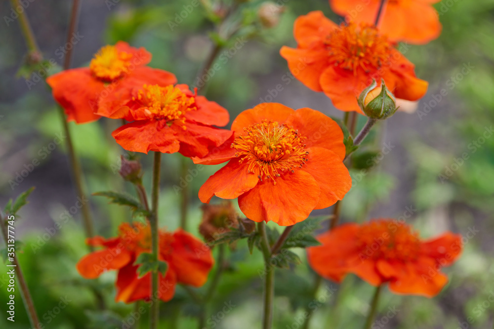 Orange flower of Geum coccineum (Scarlet avens) blooming in spring garden. Dwarf orange avens (Geum coccineum Feuermeer). Chilean avens or Geum chiloense Orange flower of Geum coccineum (Scarlet avens) blooming in spring garden. Dwarf orange avens (Geum coccineum Feuermeer). Chilean avens or Geum chiloense