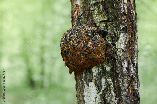 A large burr or burl on the trunk of a birch tree - betula pendula.
