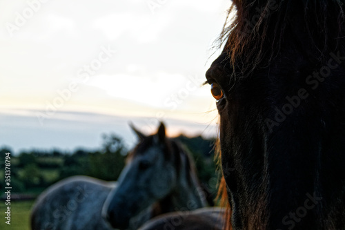 close up of a horse eye © KingQoala