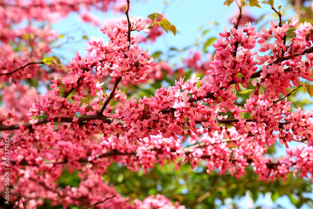 Pink flowers of small Cercis tree blossoms in the spring garden. Beautiful scarlet, red buds. Judas tree, Cercis siliquastrum. Pink background Pink flowers of small Cercis tree blossoms in the spring garden. Beautiful scarlet, red buds. Judas tree, Cercis siliquastrum. Pink background