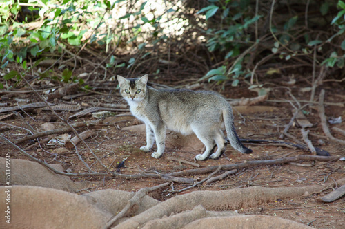 The light gray cat with blue eyes, also known as domestic or urban cat, is a carnivorous mammal of the feline family, very popular as a pet