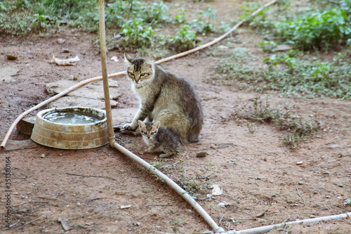 The light gray cat with blue eyes, also known as domestic or urban cat, is a carnivorous mammal of the feline family, very popular as a pet
