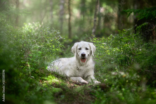 golden retriever in the park