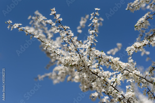 Blossoming cherry tree against blue sky