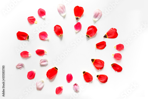 Round flowers background for blog, made of tulip flower petals. Flat lay. Isolated on white