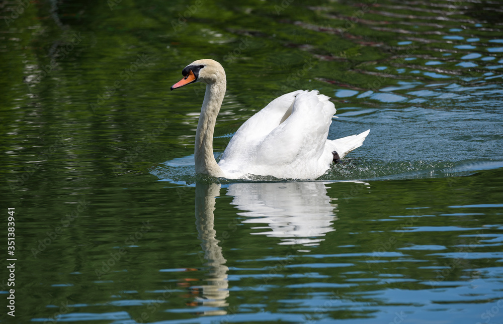 White swan isolated on a green background swimming and reflecting on the water of a the Canal de l'Ourcq in Paris, France. White swan isolated on a green background swimming and reflecting on the water of a the Canal de l'Ourcq in Paris, France.
