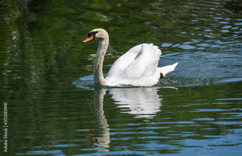 White swan isolated on a green background swimming and reflecting on the water of a the Canal de l Ourcq in Paris  France.