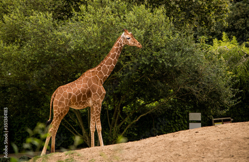  A beautiful giraffe climbs a slope  looking for food in the green trees. The long neck helps it reach the highest leaves.