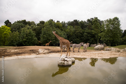 The giraffe's reflection is seen in the water, and the large stones make the environment closer to reality.