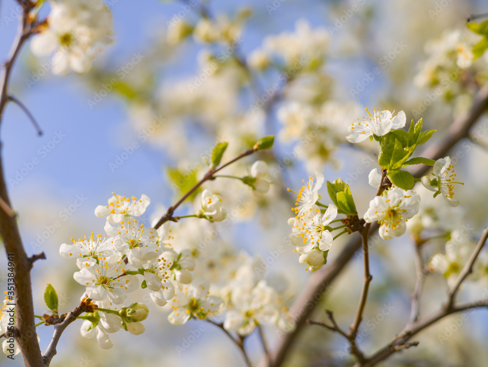 Obraz premium Blooming white cherry in spring day, sunlight, Macro