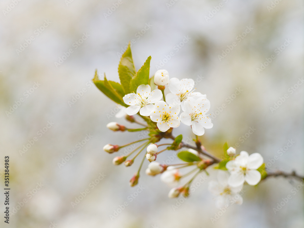 Blooming white cherry in spring day, natural light, Macro