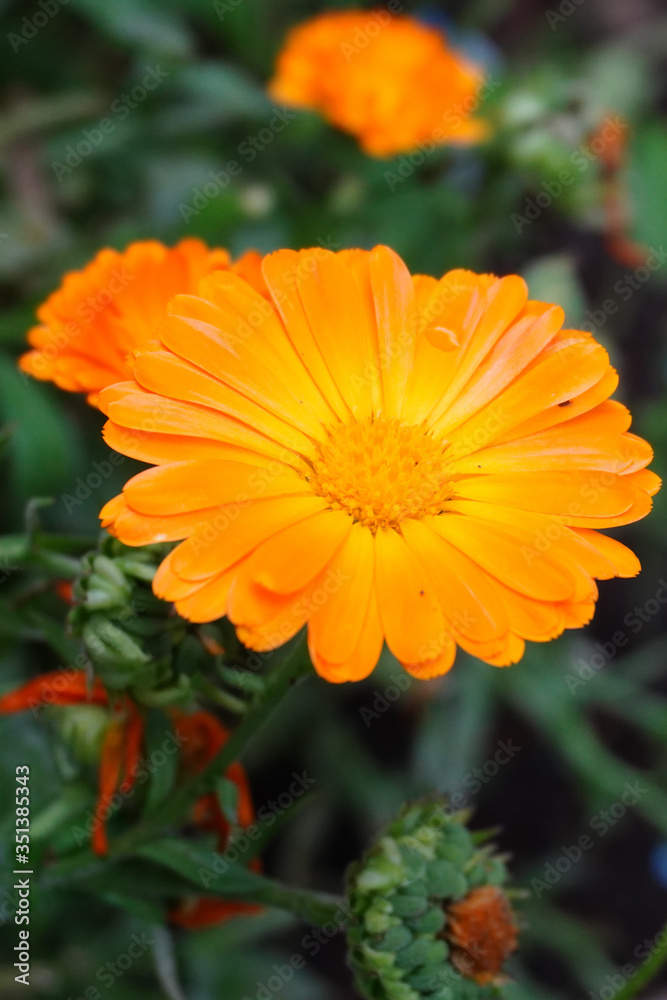 orange flower in the garden orange flower in the garden