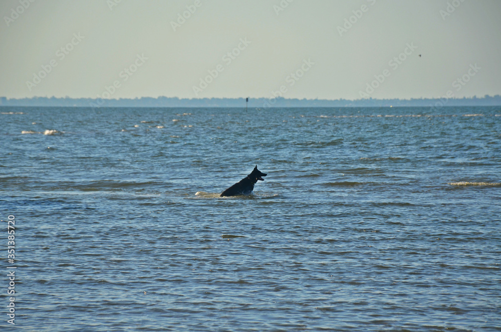 Fototapeta premium surfer dog in action