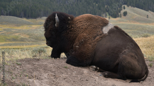 Sleeping Bison