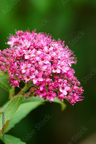 pink flower in field