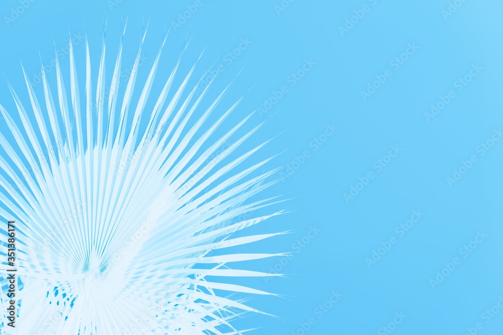 White palm leaves on light blue background, copy space