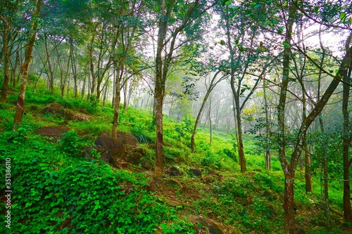  Hill top rubber tree