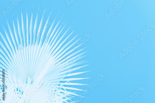 White palm leaves on light blue background  copy space