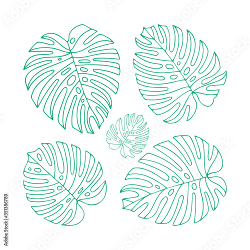 Monstera.  Monstera leaves hand drawn vector illustration. Sketch drawing leafs. Part of set. © Goga