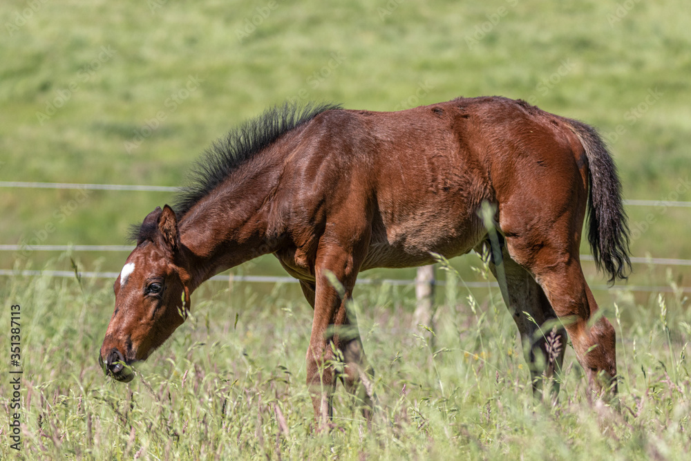 junges braunes Fohlen mit Stehmähne steht im hohen Gras auf der Koppel junges braunes Fohlen mit Stehmähne steht im hohen Gras auf der Koppel