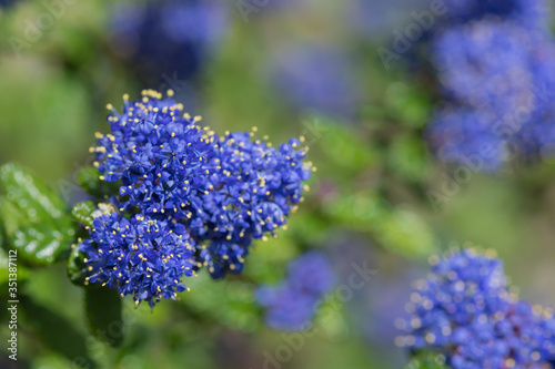 Close up of flowers on a California lilac (ceanothus) plant photo
