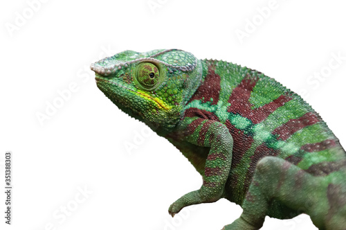 Chameleon lizard isolated on white background © Peter Maszlen