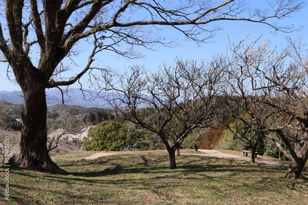 Fototapeta premium 嘉麻市の梅林公園