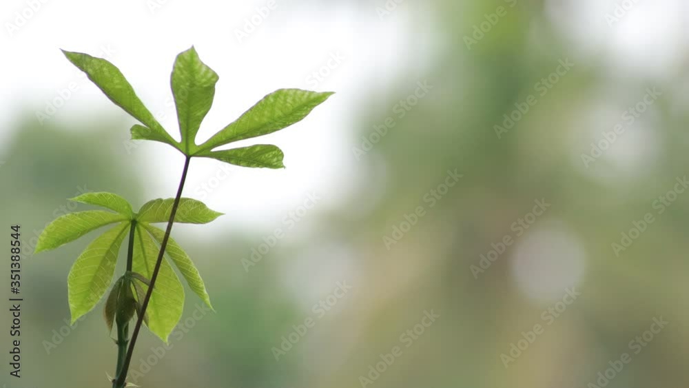Closeup nature view of green leaf on blurred greenery background in garden with copy space for text using as background natural green plants landscape, ecology, fresh wallpaper concept. Closeup nature view of green leaf on blurred greenery background in garden with copy space for text using as background natural green plants landscape, ecology, fresh wallpaper concept.