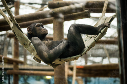 Φωτογραφία A female bonobo chimpanzee swings bored on a swing in his zoo enclosure