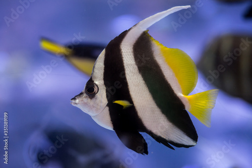 A beautiful pennant coralfish swims with other fish in an aquarium at a nature reserve. The fish is brightly colored.