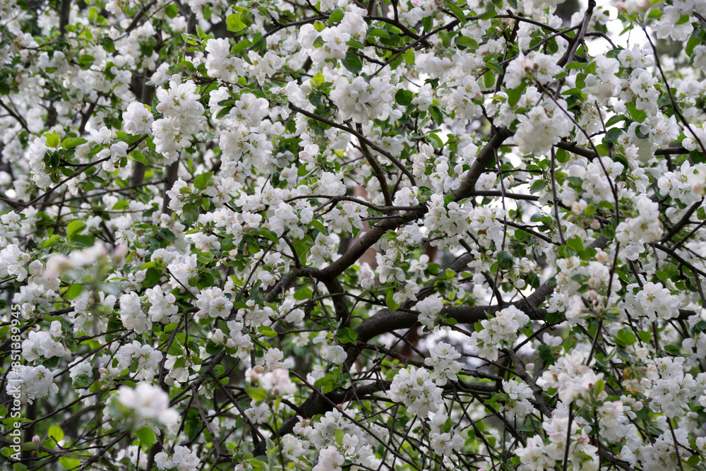 View of a blooming Apple tree in the garden. Many beautiful white flowers with delicate petals. View of a blooming Apple tree in the garden. Many beautiful white flowers with delicate petals.