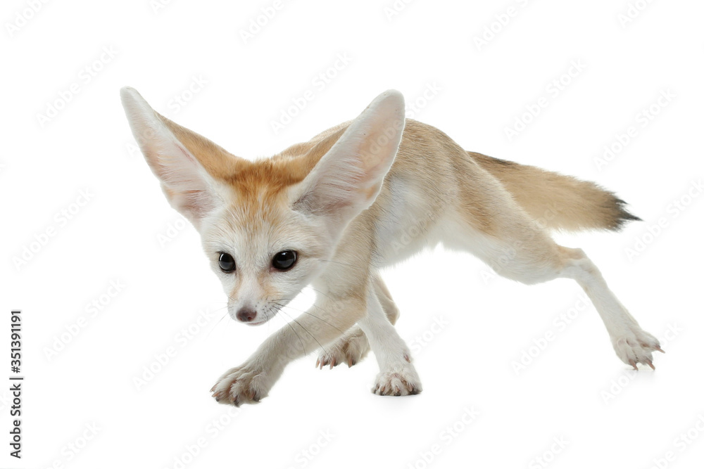 Obraz premium fennec fox on a white background in studio