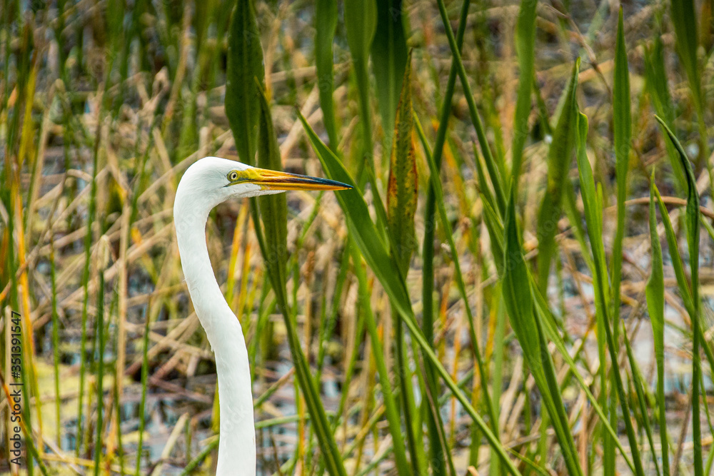 Great White Egret