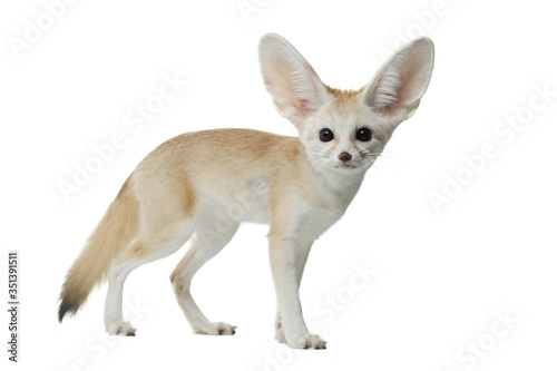 fennec fox on a white background in studio