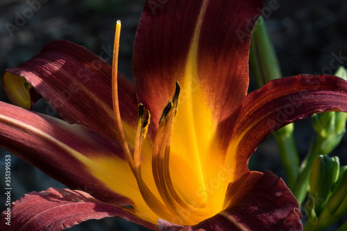 close up of a Lilly photo