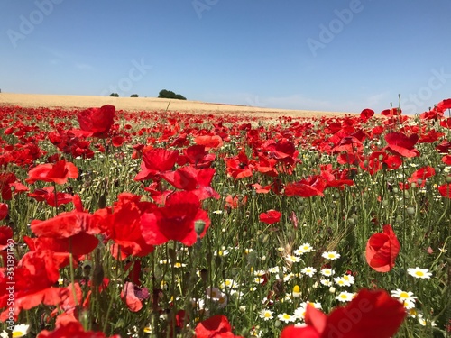 Campo ode amapolas entre un trigal