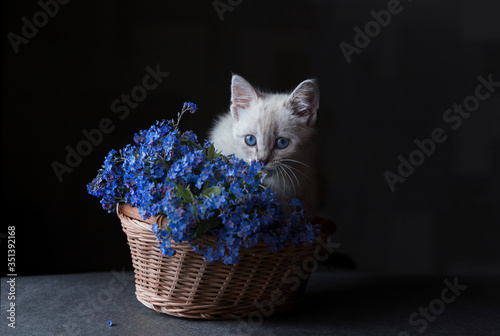 a little kitten looks in front of himself from the bouquet © Екатерина Габлина