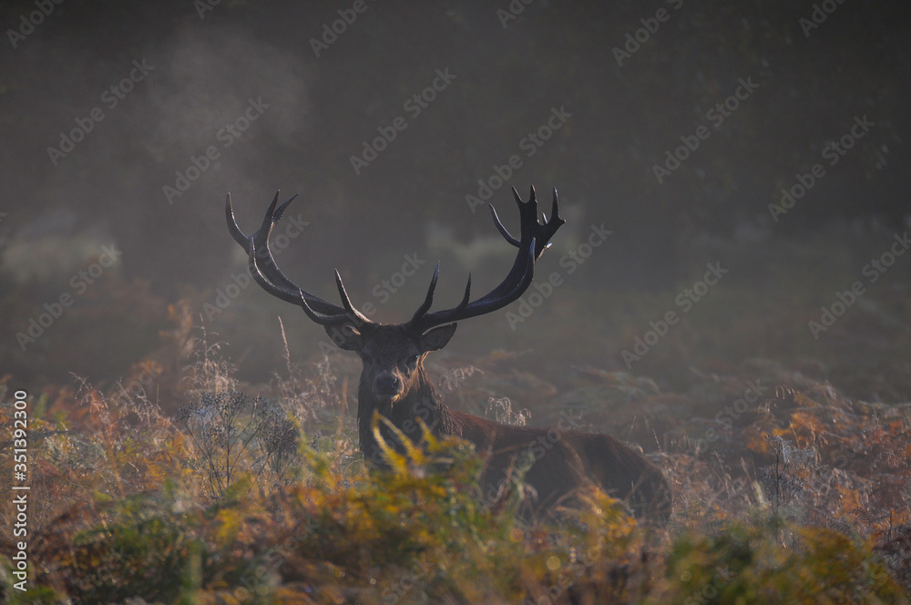 Obraz premium Jeleń szlachetny na rykowisku