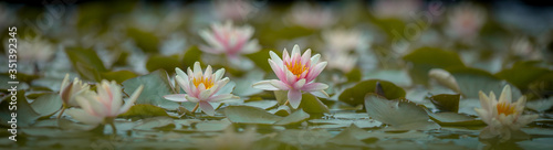 Water lilies flowering on a pond wide banner