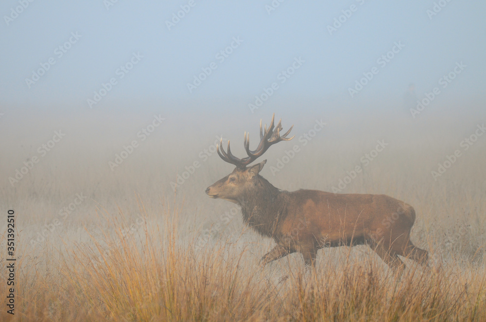 Obraz premium Jeleń szlachetny na rykowisku