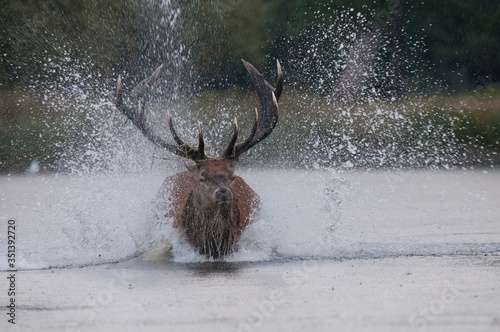 jeleń szlachetny pędzący po wodzie photo