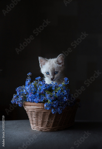siamese kitten sitting in the basket with blue flowers © Екатерина Габлина