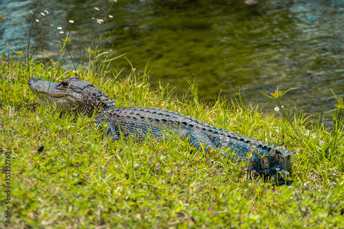 Alligator sunning on riverbank