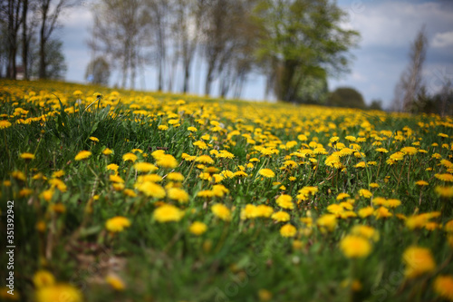 yellow dandelions in the field