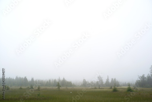 Field and forest at first light surrounded by fog creating a moody and dreamy atmosphere