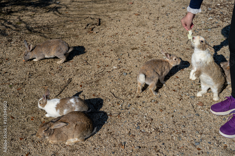 Feeding wild rabbits on Okunoshima ( Rabbit Island ). Numerous feral rabbits that roam the island, they are rather tame and will approach humans. Hiroshima Prefecture, Japan Feeding wild rabbits on Okunoshima ( Rabbit Island ). Numerous feral rabbits that roam the island, they are rather tame and will approach humans. Hiroshima Prefecture, Japan